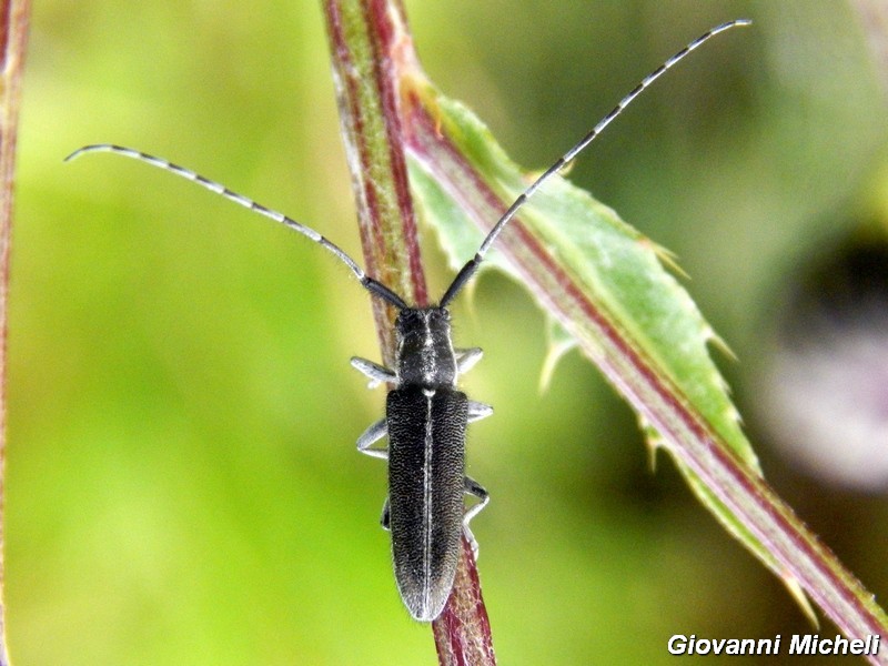 Serie di Cerambycidae del Parco del Ticino